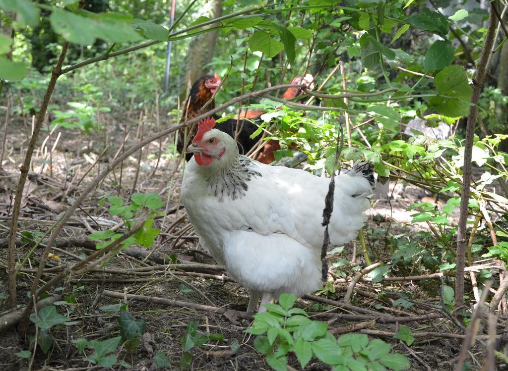 La Ferme Wessiere Konuk evi Oye-Plage Dış mekan fotoğraf